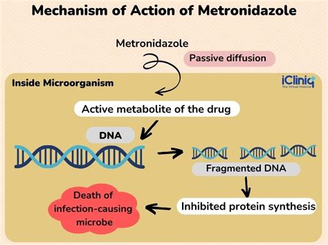 working mechanism of metronidazole image