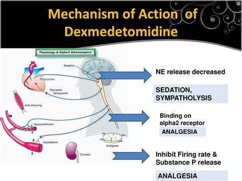 Working Mechanism of Midodrine