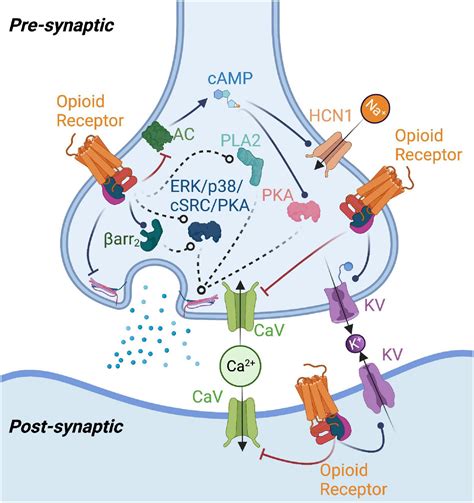 Working mechanism of oxycodone