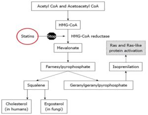 working mechanism of pravastatin