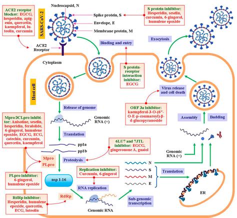 working mechanisms of antiviral remedies