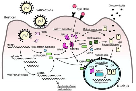 Working Mechanisms of Dexametasona