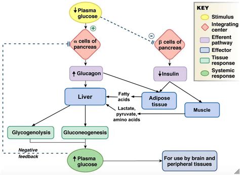 working mechanisms of blood sugar targets
