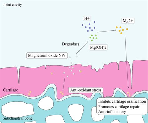 Working mechanisms of magnesium oxide