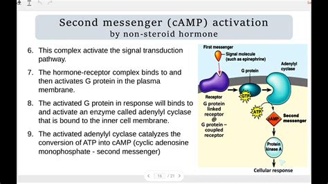 working mechanisms of non-steroidal options